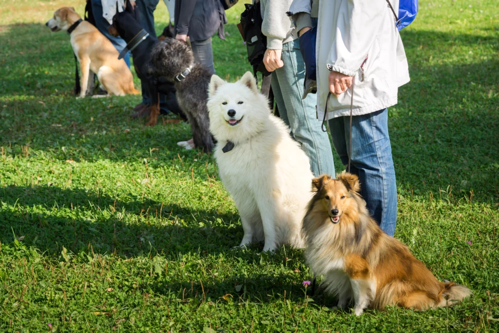 Dressage chiens